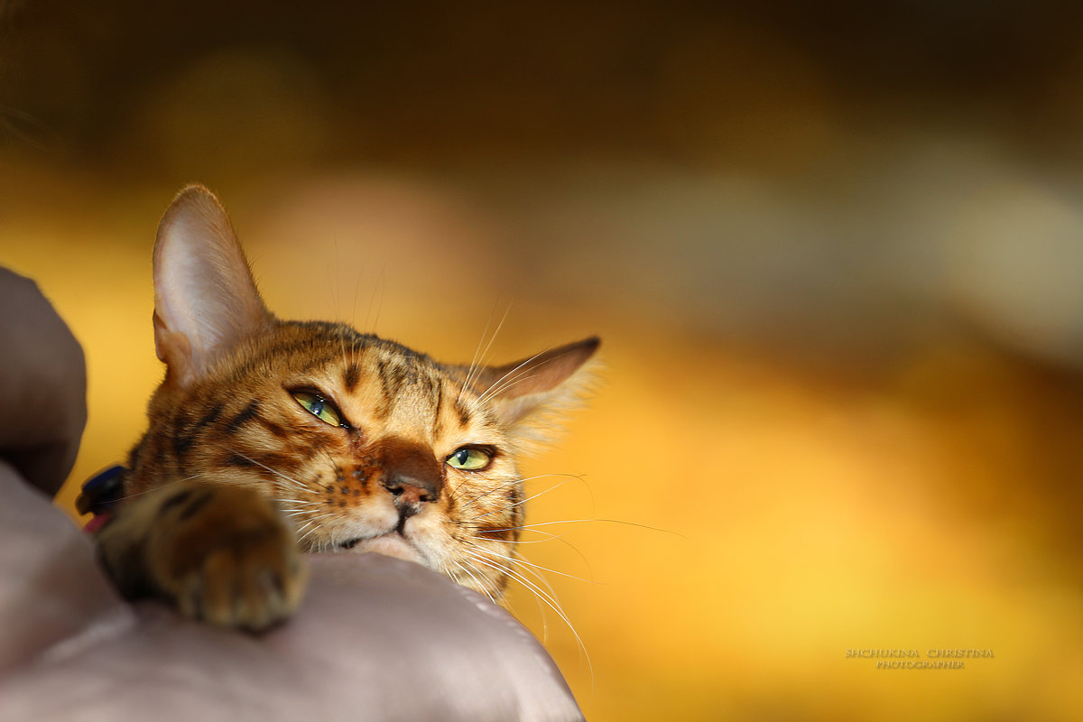 Бельгийская кошка - Кристина Щукина