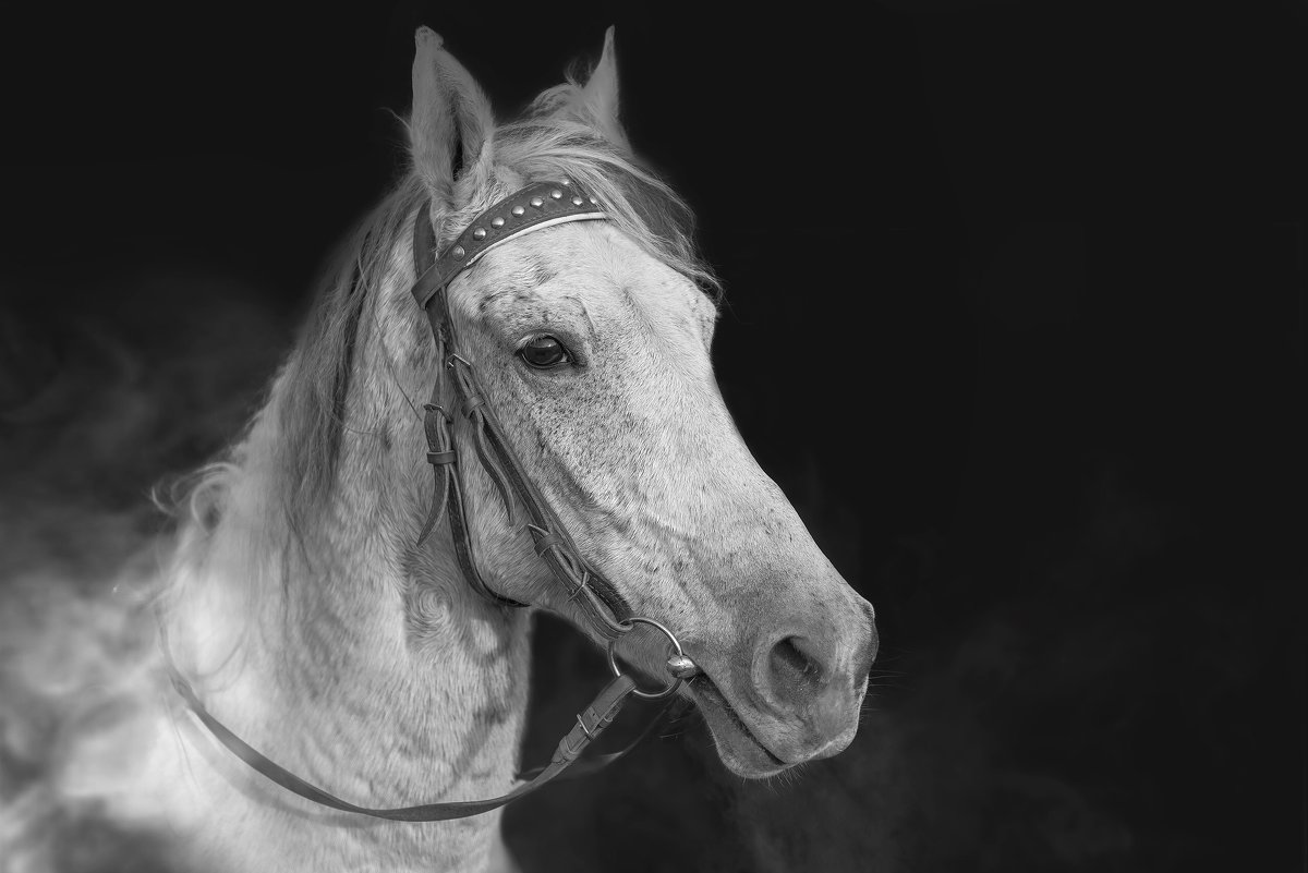 Лошадь - Александр Абакумов