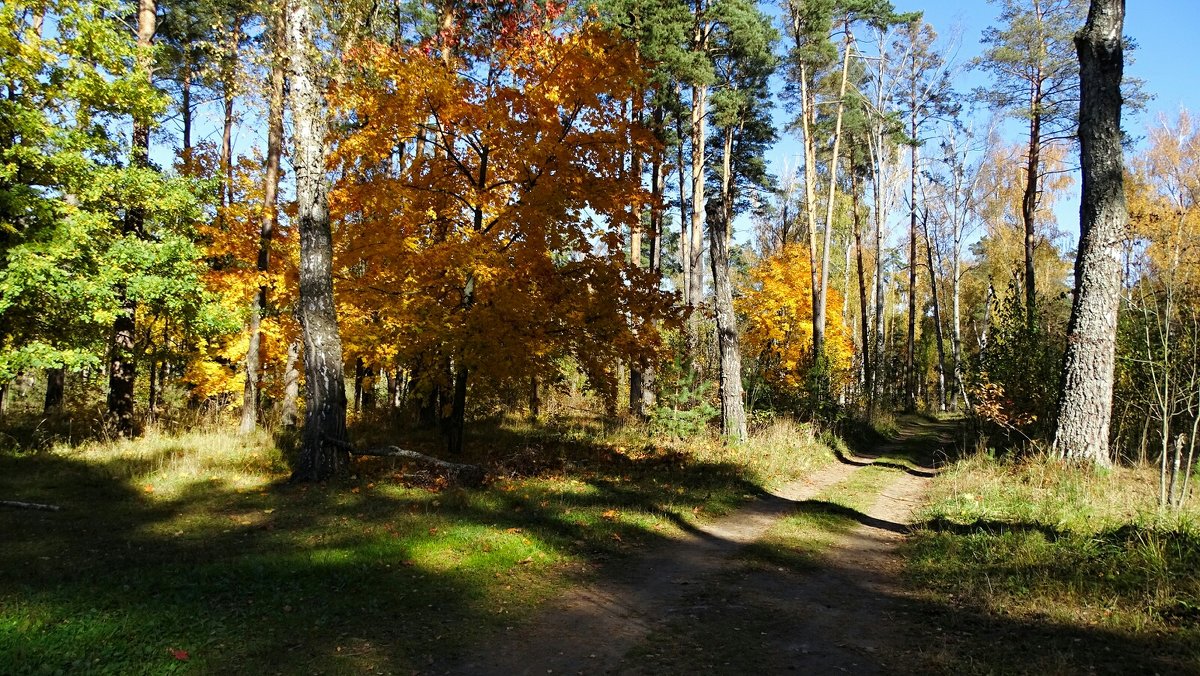 Осенний лес под Смоленском - Милешкин Владимир Алексеевич 