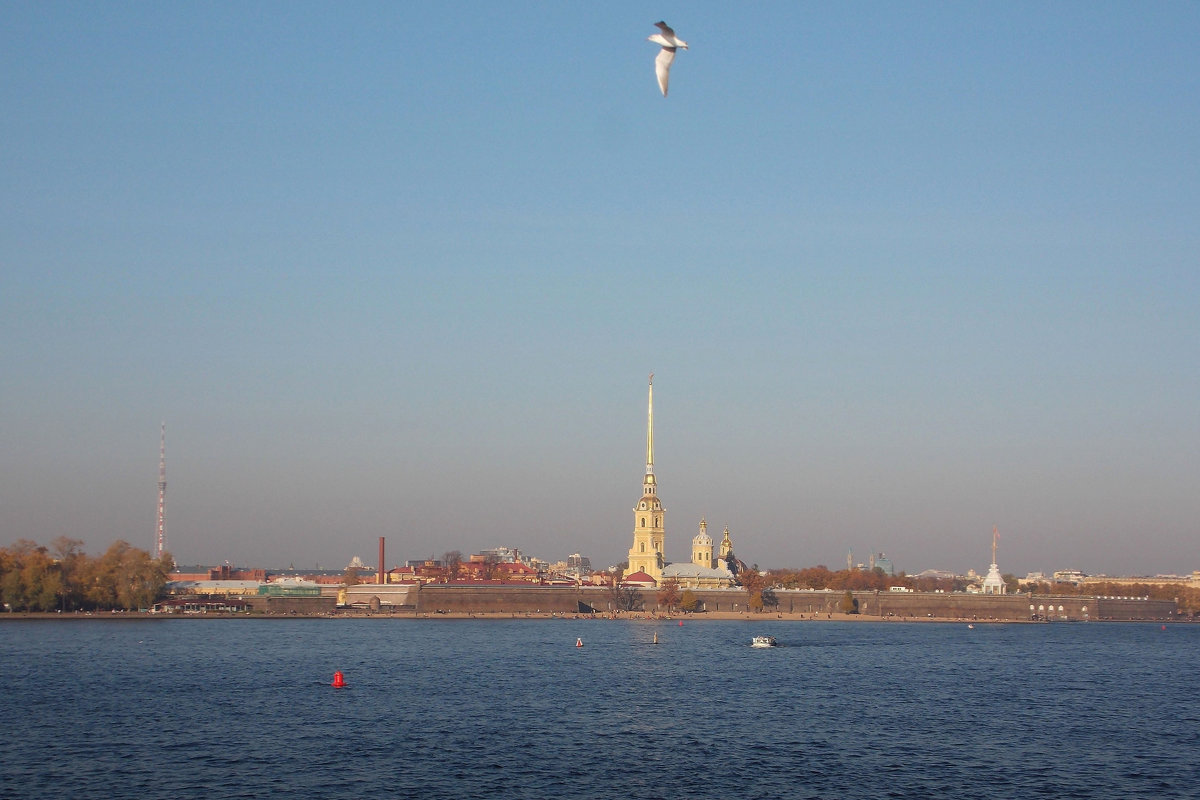 Санкт Петербург Нева Чайки