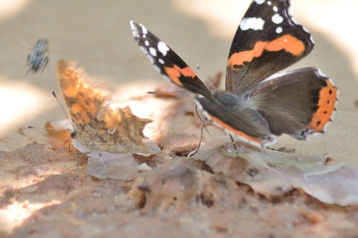 bar-fly butterfly - Бармалей ин юэй 