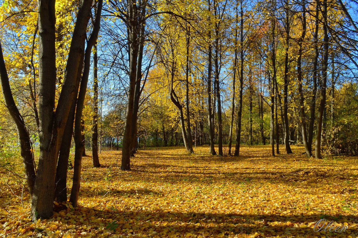 В осеннем парке - Olcen Len