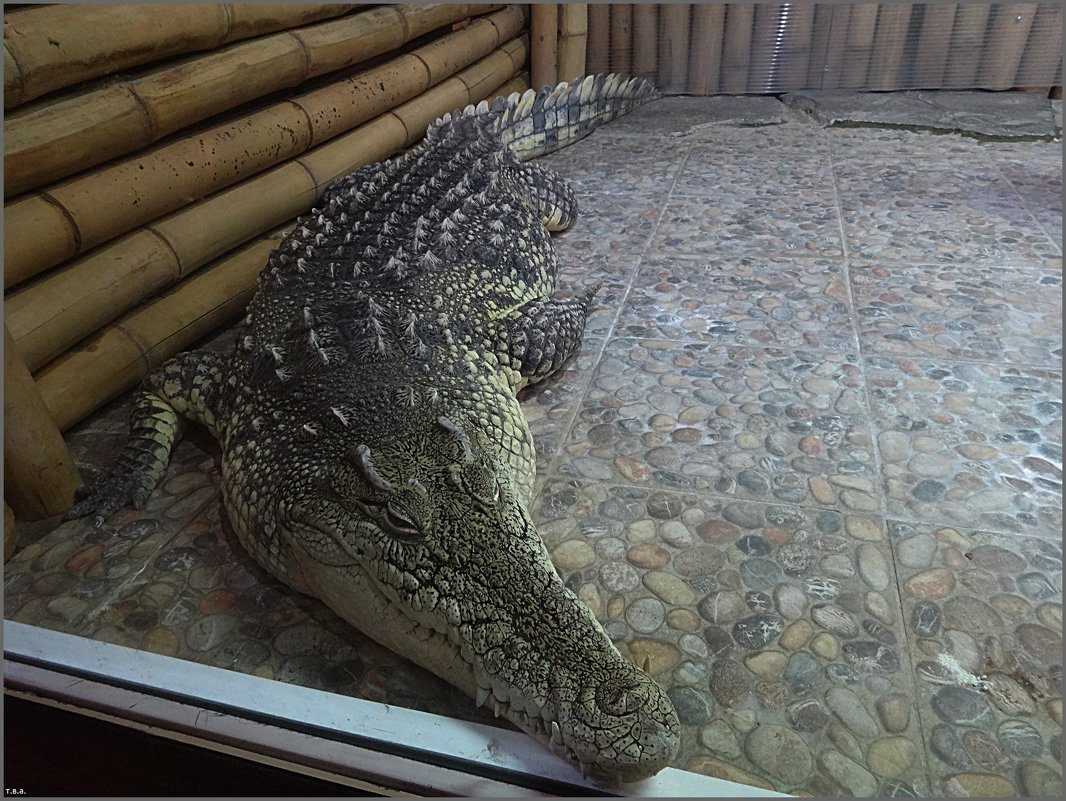 Крокодил Тотоша в Петербурге - Вера 