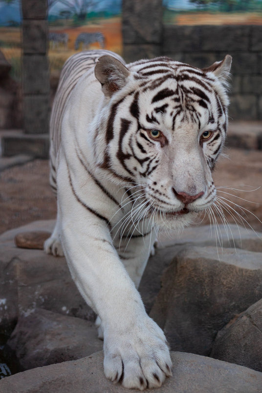 Белый тигр. - Алексей 