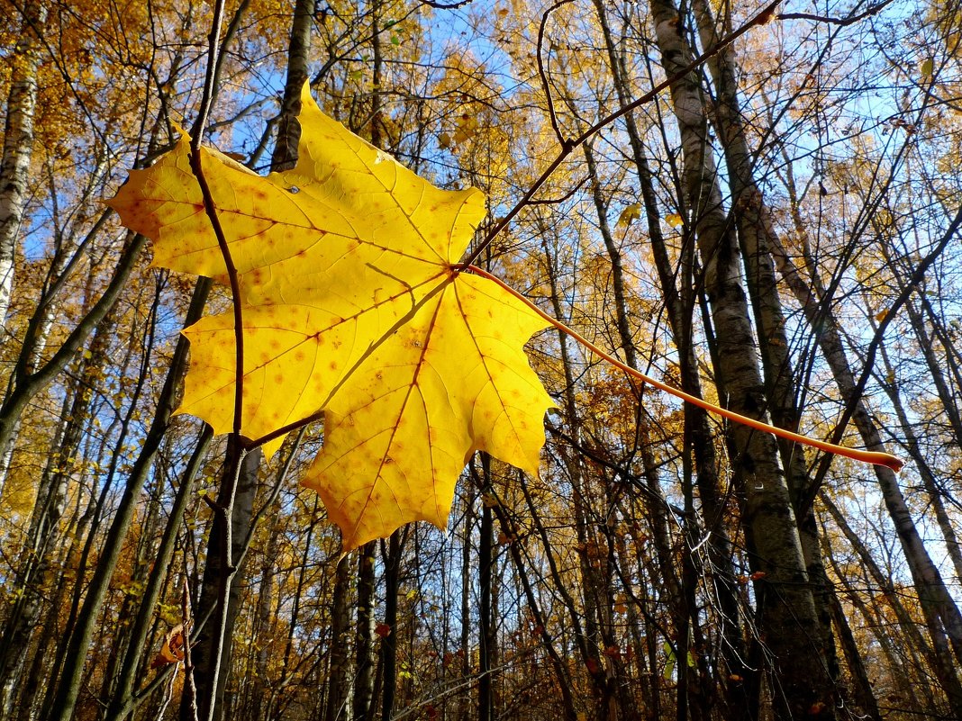 Падающие Листья Фото