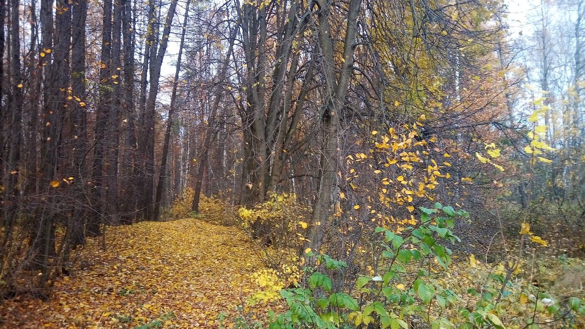 На деревьях листьев мало, на земле — невпроворот.  Из лоскутьев одеяло  на прощанье осень шьёт - Елена Павлова (Смолова)