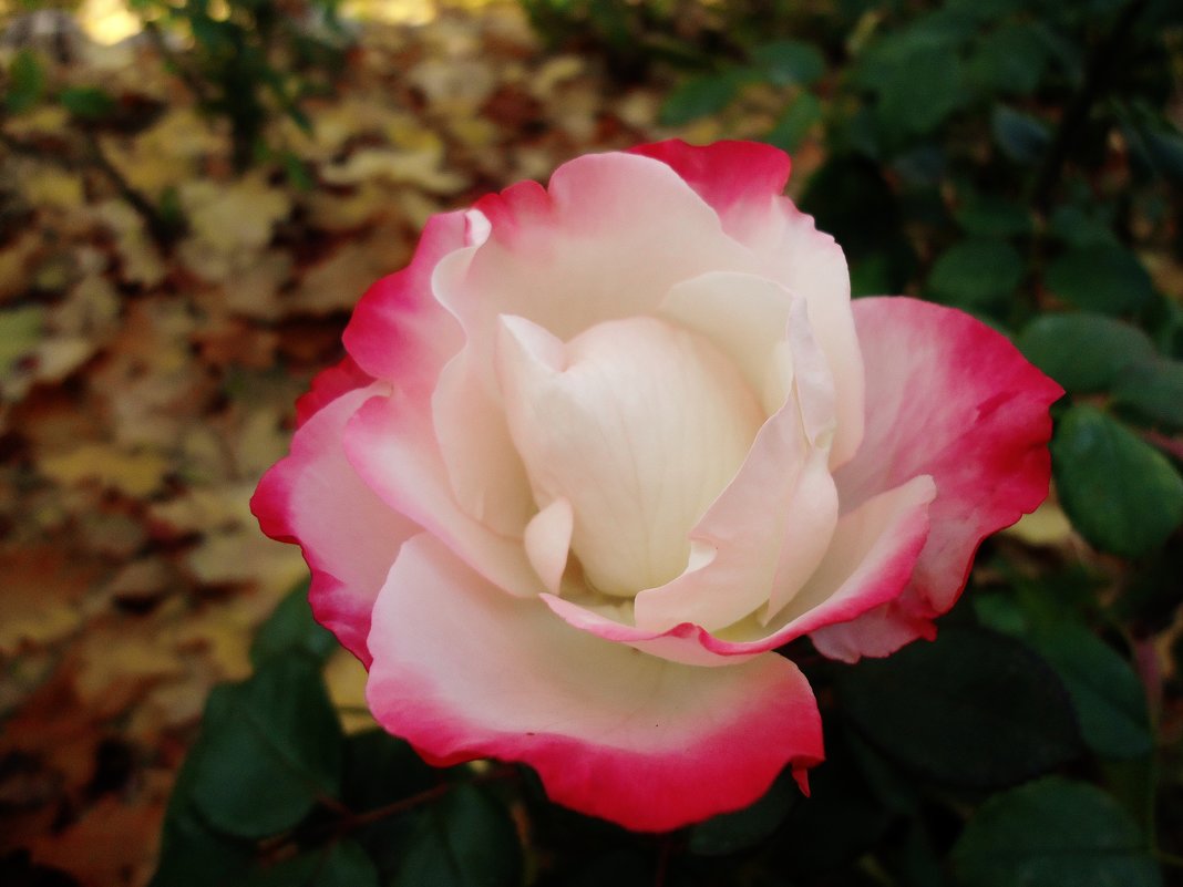Нежность осенних роз - Ирина 