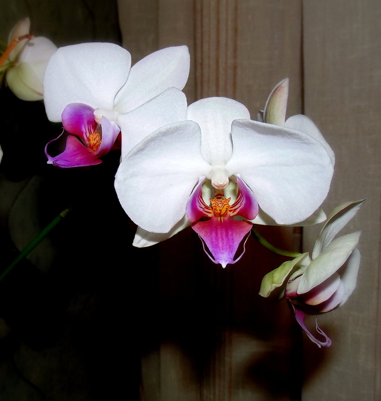 Орхидея фаленопсис — цветок бабочка  . - Мила Бовкун