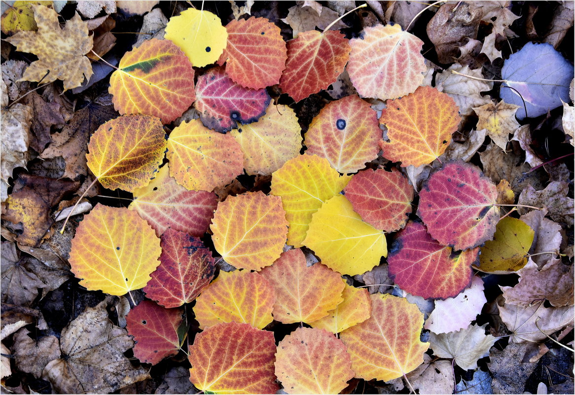 Осенние листья - Юрий Владимирович 34