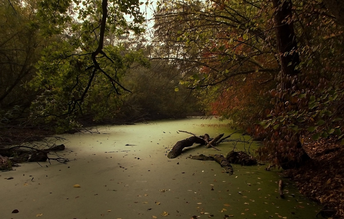 Тиной заросший лесной ручей - Alexander Andronik