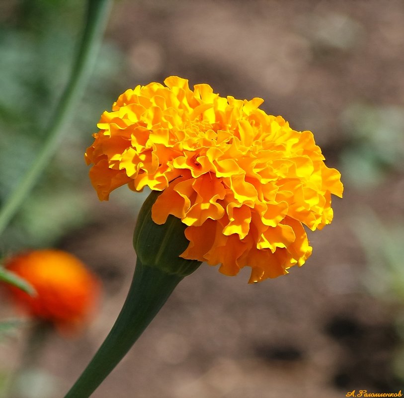 Marigold - золото на осенних клумбах.. - Андрей Заломленков