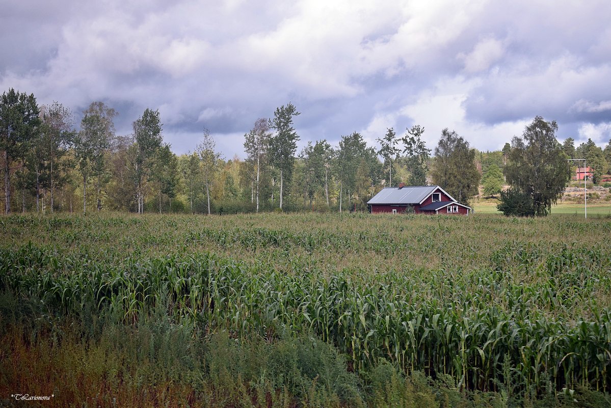 Кукурузное поле.  Швеция - Татьяна Ларионова
