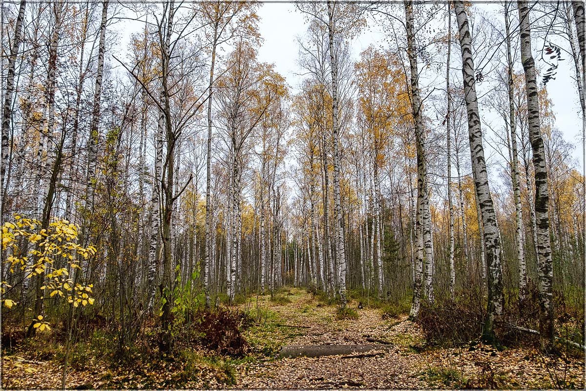 Березы (1) - Александр 