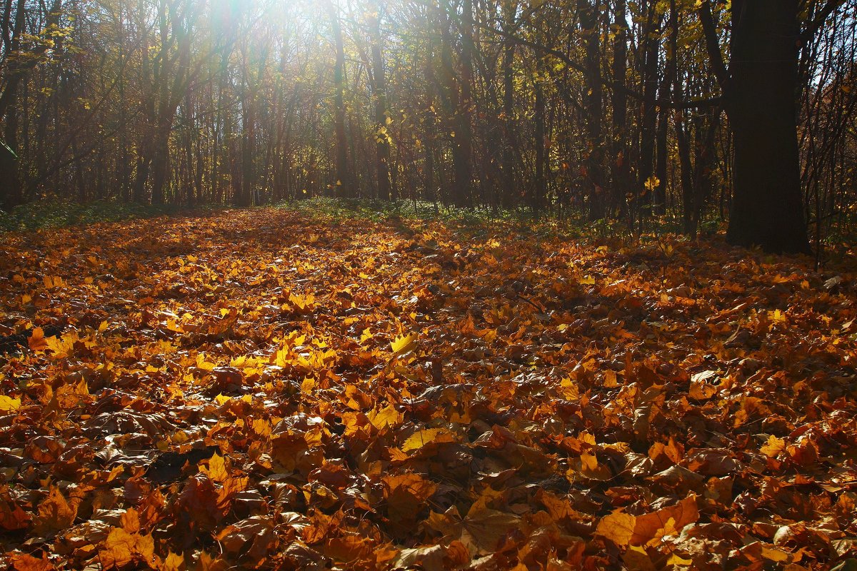 На ковре из желтых листьев - Наталья Лакомова