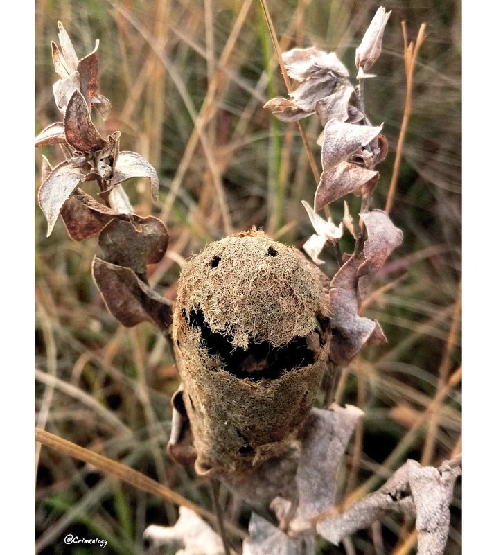 Природная радость... Кокон павлиноглазки  грушевой... Natural joy... Cocoon saturnia pyri... - Сергей Леонтьев