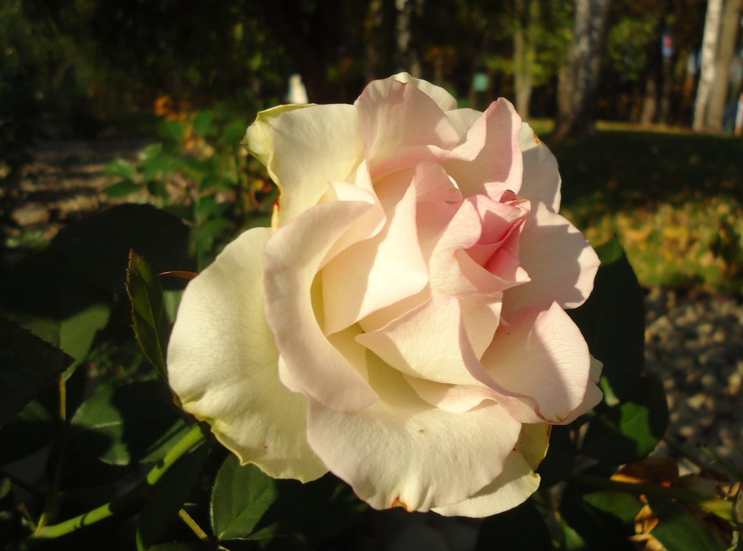 Бело-розовый зефир - Ирина 