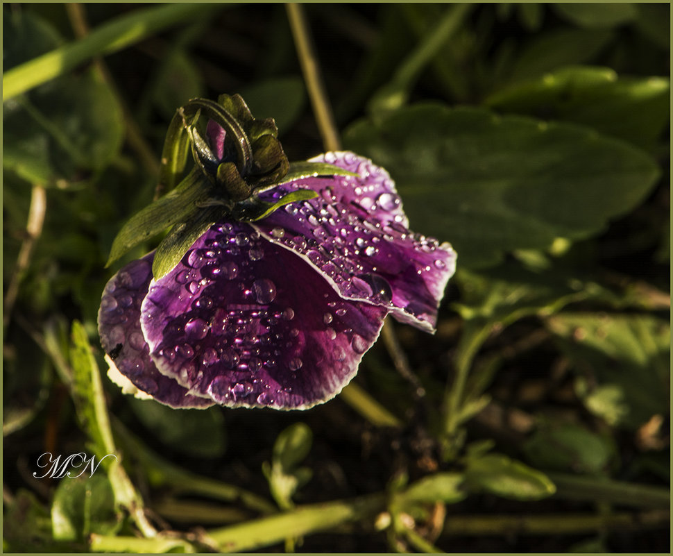 Последний цветок осени - Марина Никулина