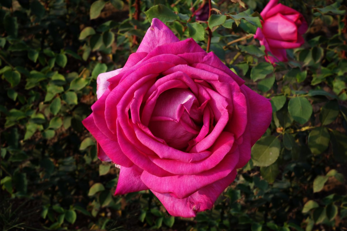 Розы необычайно красивого парка, окружающего Людвигсбургский дворец... - Galina Dzubina