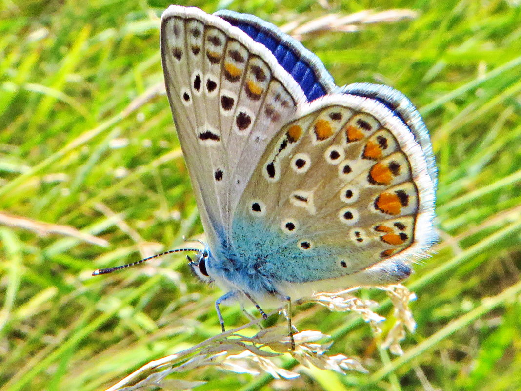 *Polyommatus icarus (Rottemburg, 1775) — Голубянка икар" Самец - vodonos241 