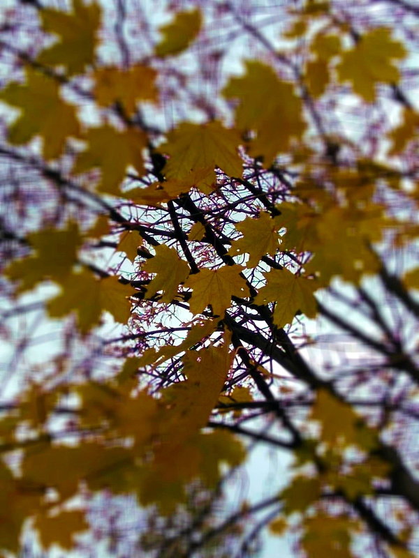 Листья жёлтые над городом кружатся ... - Татьяна Котельникова
