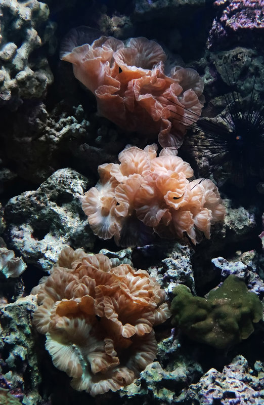 Подводные цветы - Марина Лукина