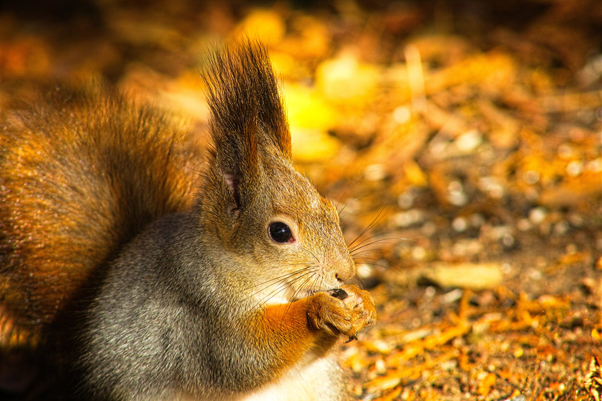 Autumn - Марианна Привроцкая www.zadnipryanaya.ru