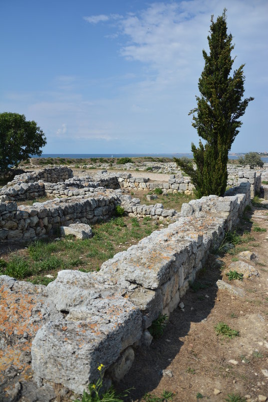 Кипарис в развалинах древнего города - Наталья Покацкая