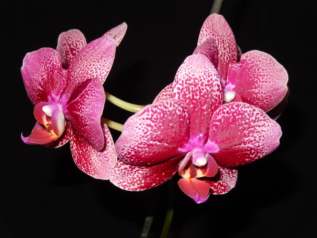 Орхидея - Хельга G 