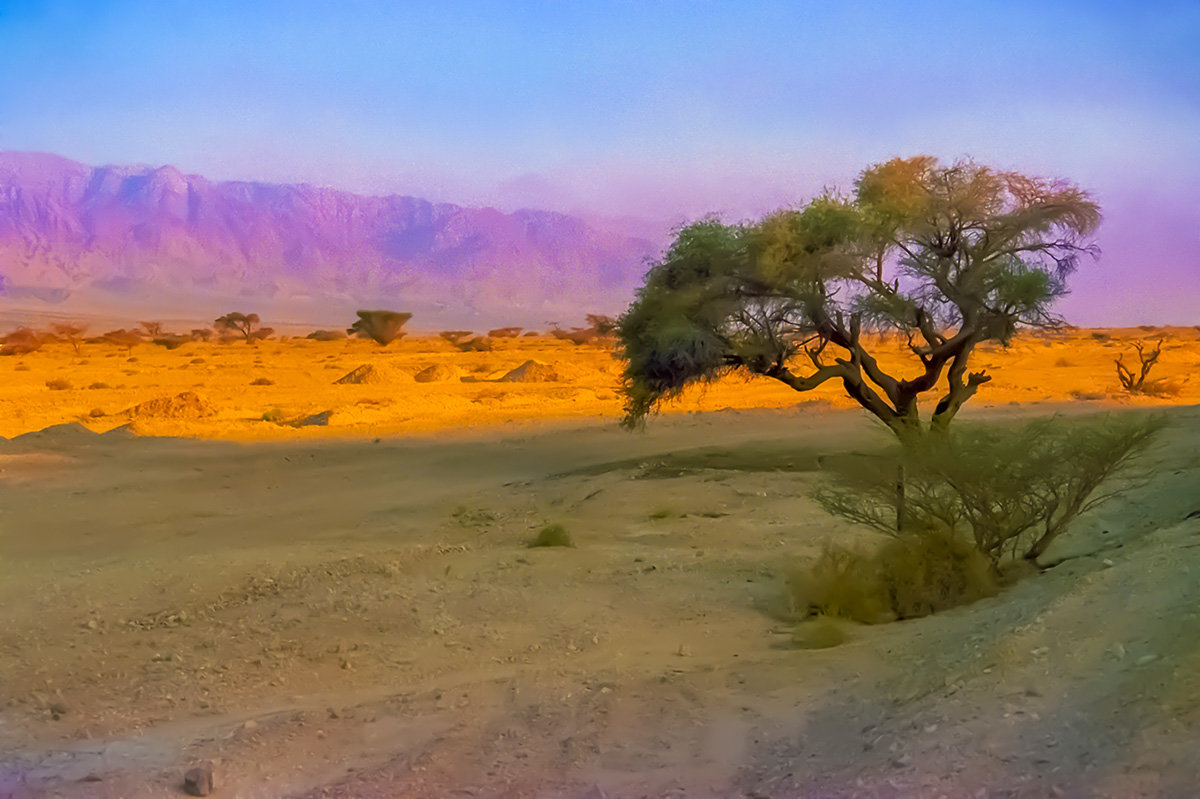 Пустыня Нэгев в районе Мёртвого моря - Игорь Герман