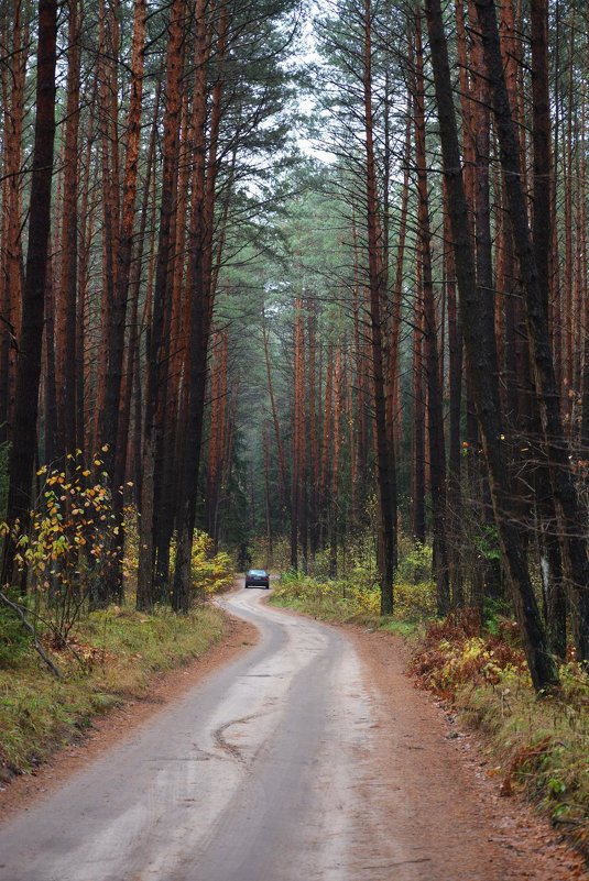 Осенняя дорога в лесу - Александр Гавриленко