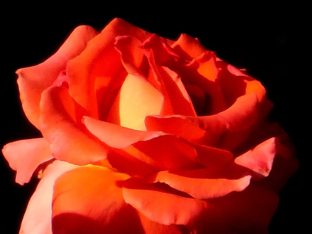 Розы... розы... - Вячеслав Медведев