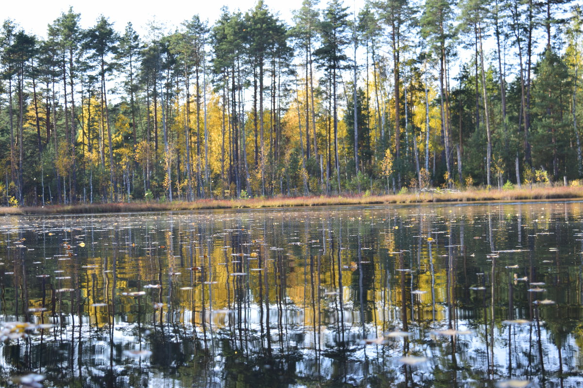 Осень на озере - Григорий Вагун*
