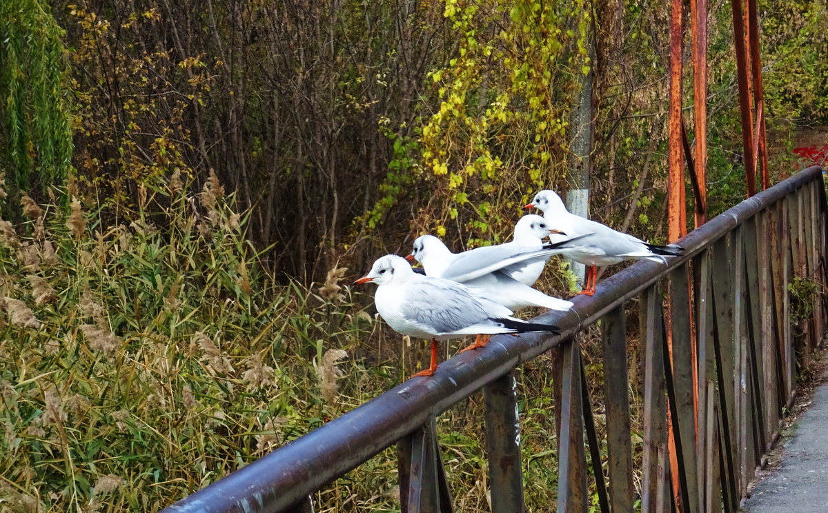 Чайки на мосту - татьяна 