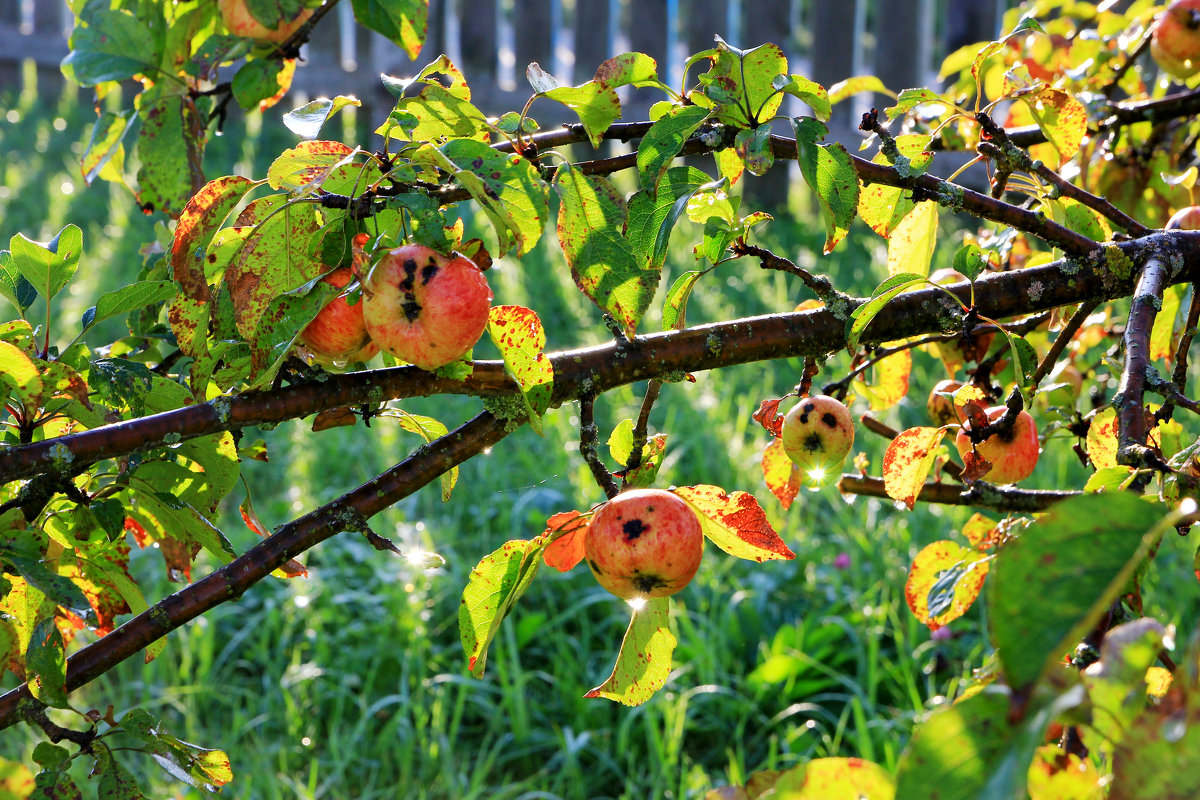 Осенью созрели яблоки в саду. - Иван 