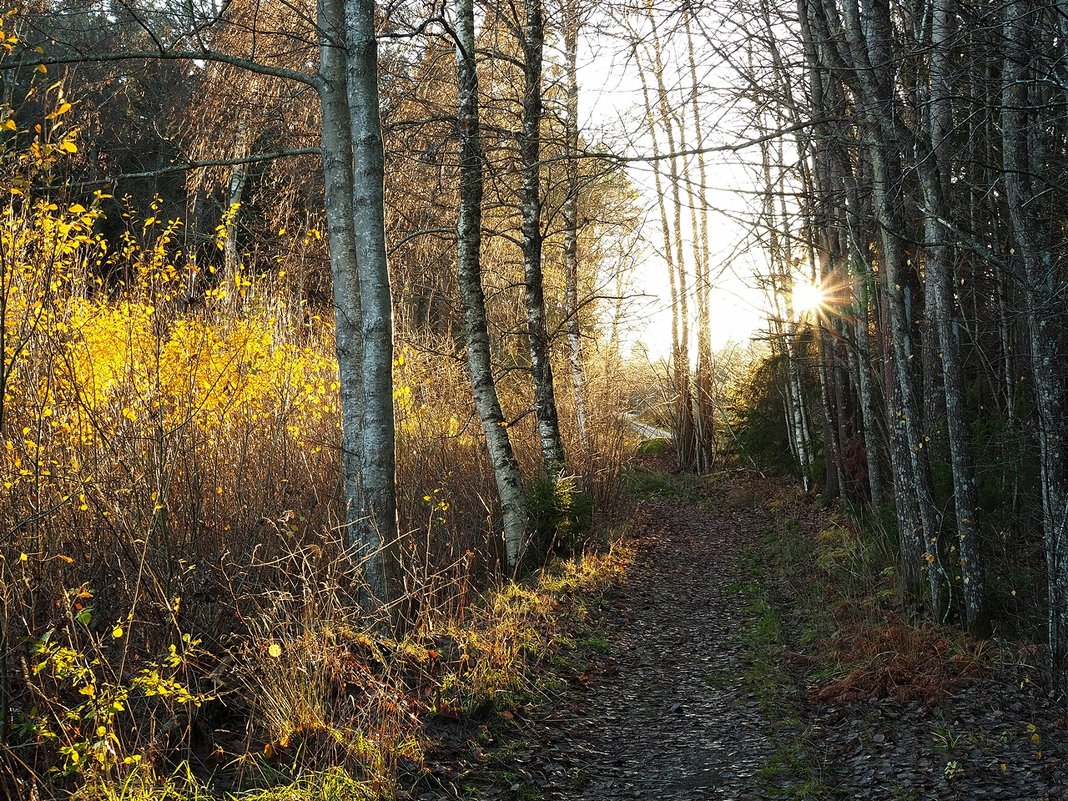 Ноябрьский лес - wea *