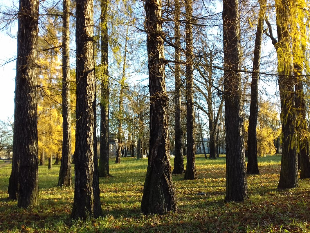 Осень - Сапсан 