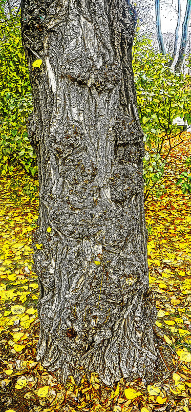 Старое дерево - Алексей Виноградов