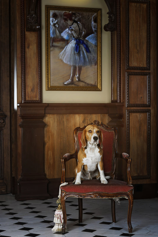Портрет собаки в интерьере - Тата Казакова