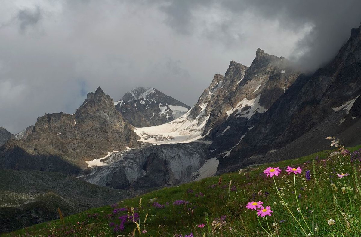 Альпийские луга Кавказа - Хасан Журтов