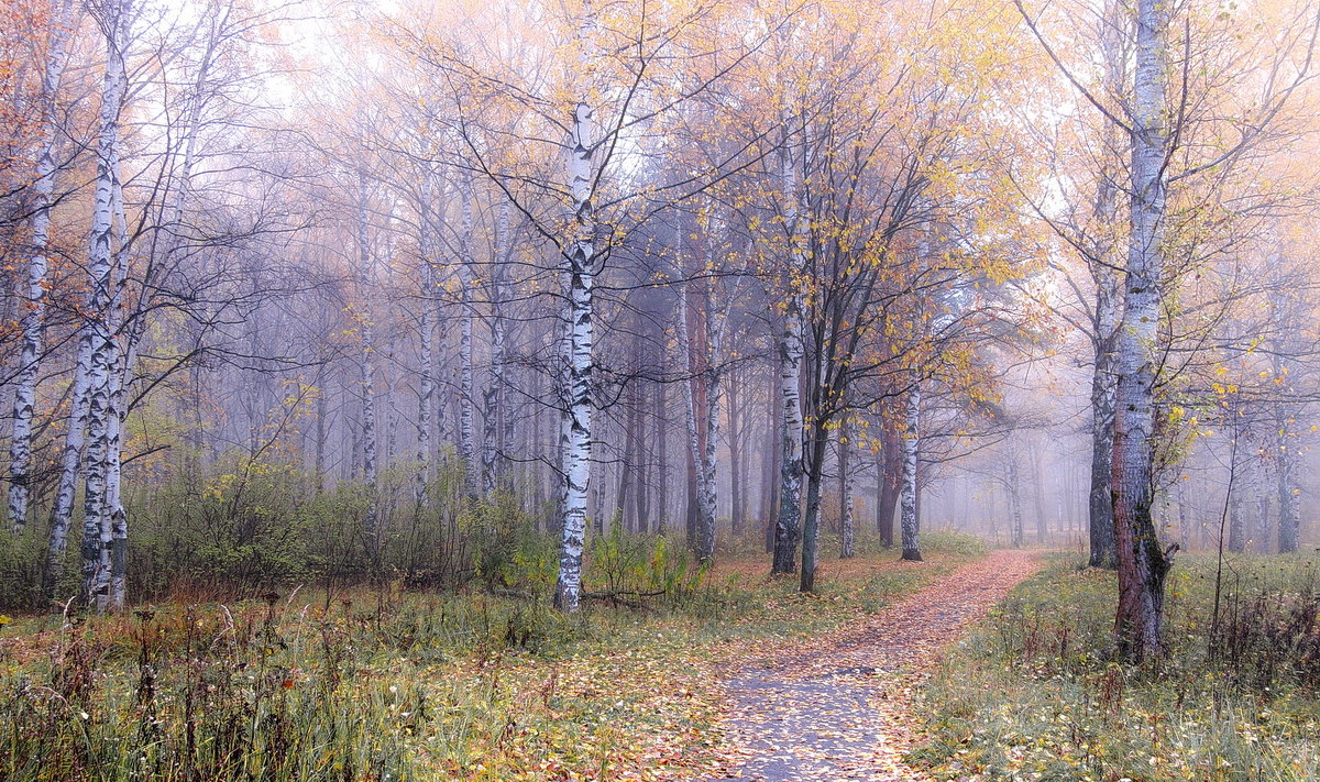 Скромная красота туманного осеннего утра - Николай Белавин
