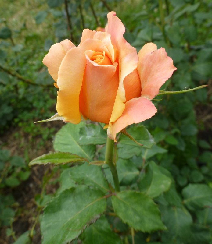 Розы Грузии - Наиля 