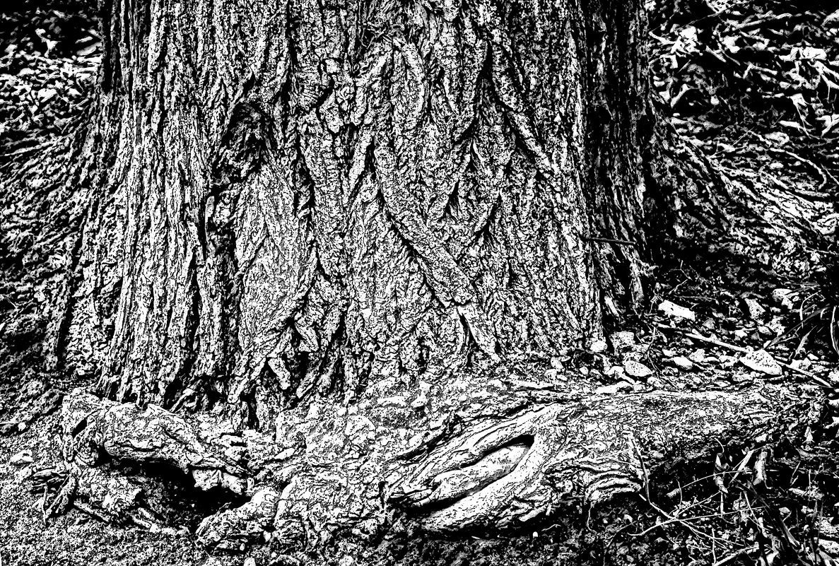 Старое дерево - Алексей Виноградов