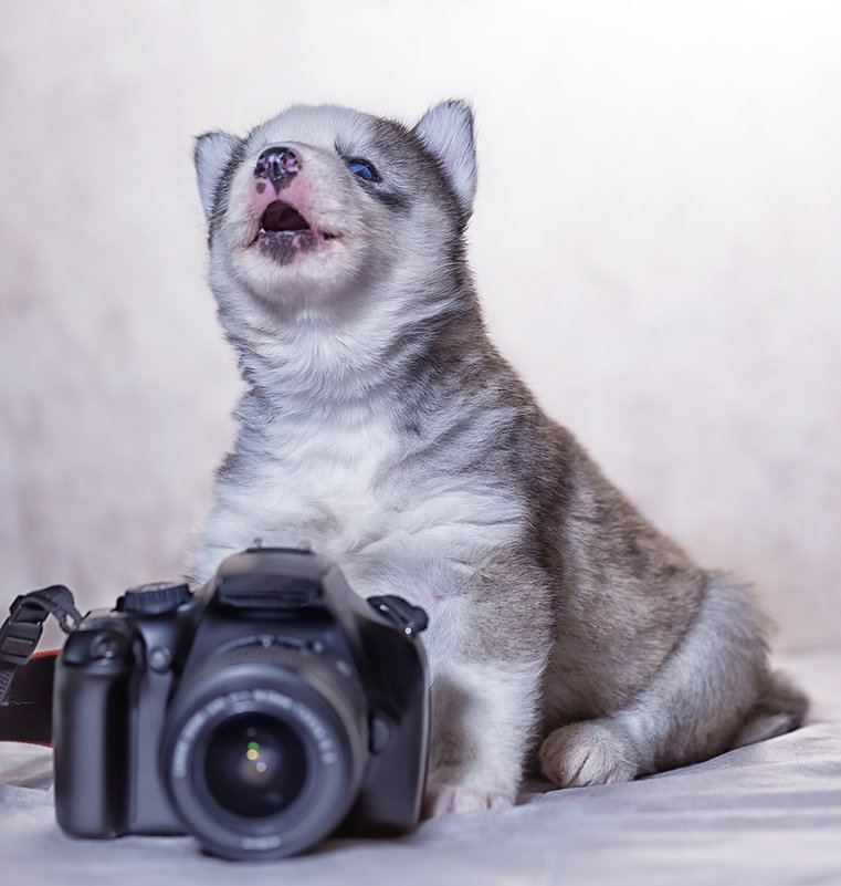 Грустная песня фотографа - Юра Викулин