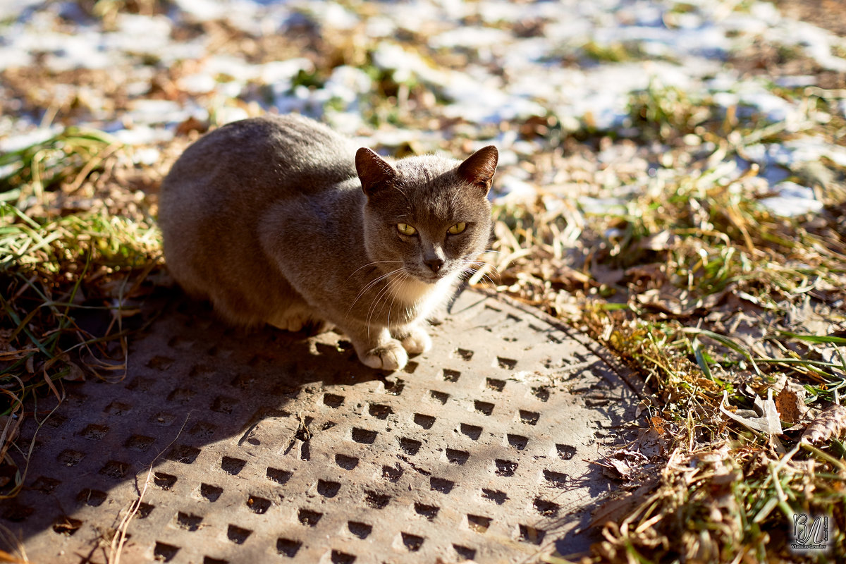 Котэ  - Владислав Левашов