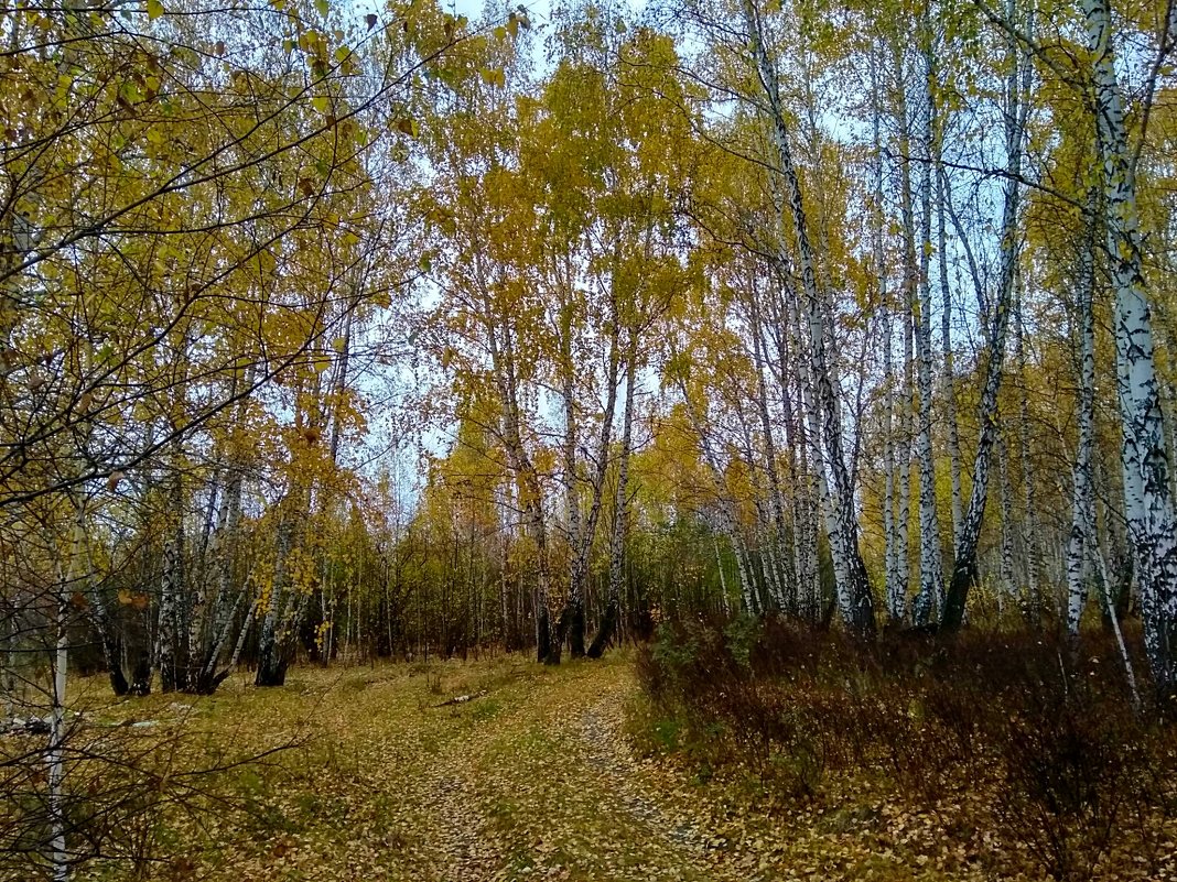 Красавица Осень ... - Татьяна Котельникова