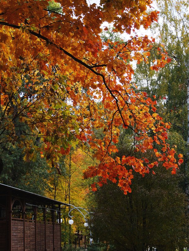 Осень в парке - София 