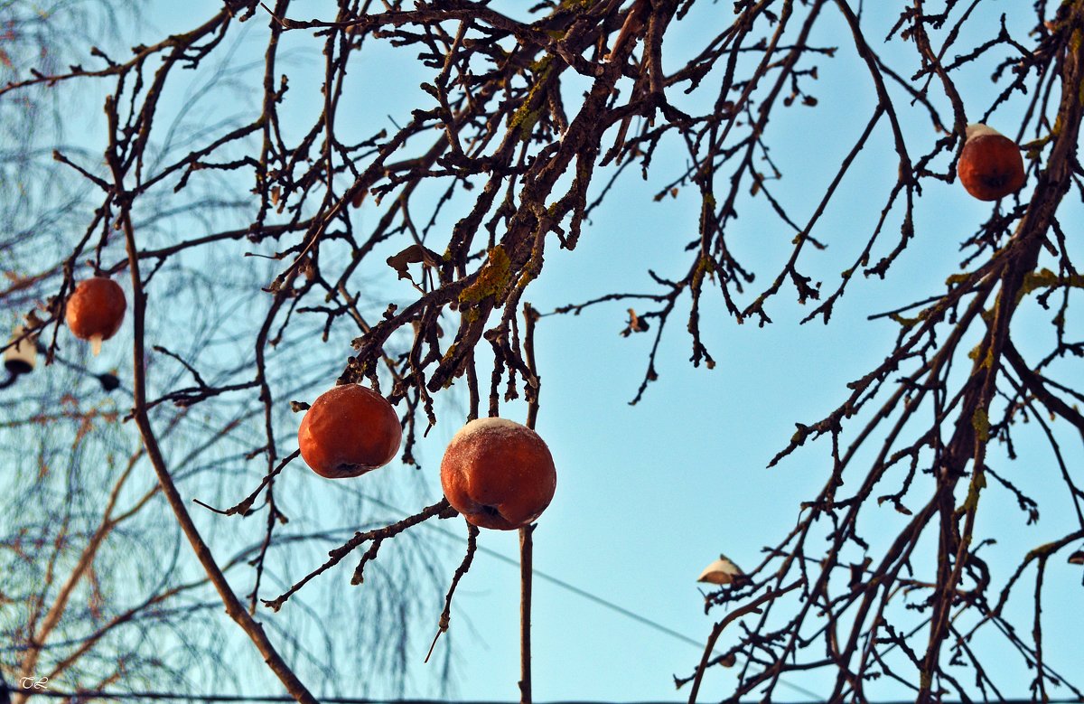 Зимние яблоки - Татьяна Ларионова