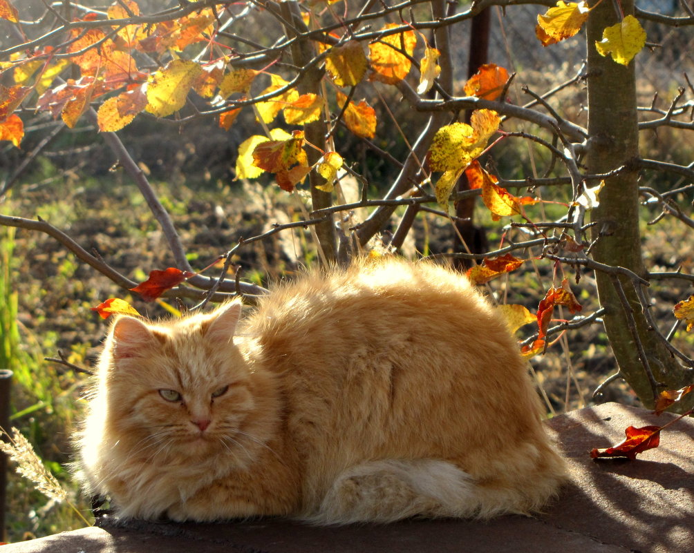 Осенний кот! - жанна нечаева