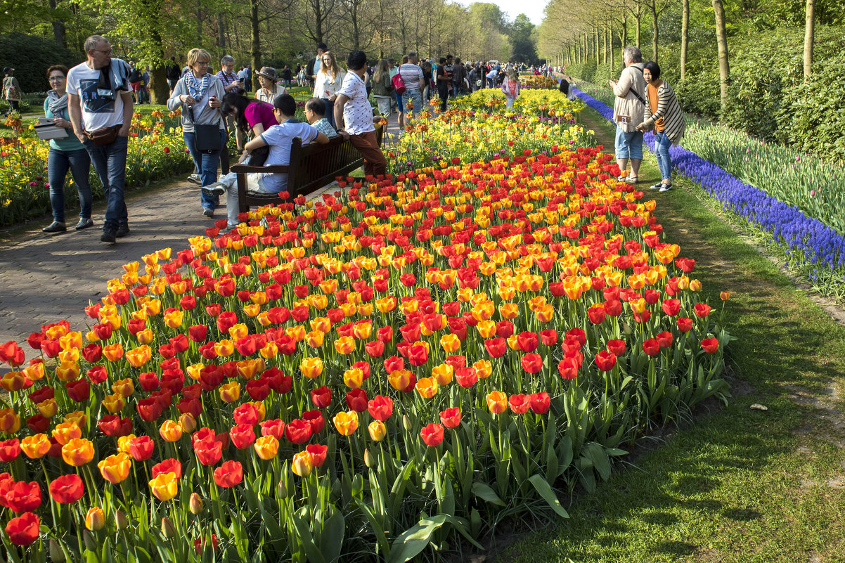 Королевский парк цветов Кёкенхоф (Keukenhof) - Константин Подольский