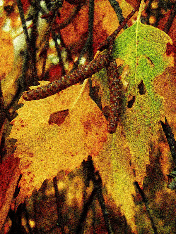 Gold Forest - Анна 